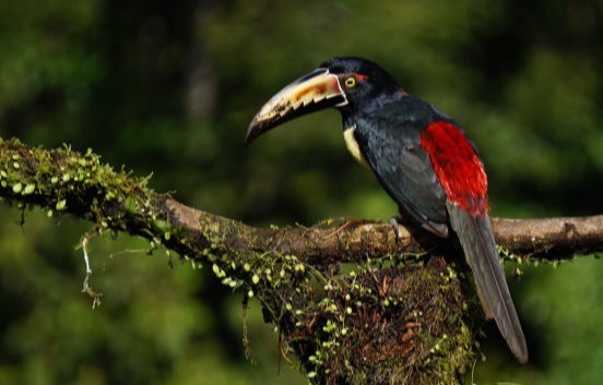 Voyages photo nature et animalière au Costa Rica