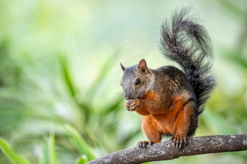 Voyage photo au Costa Rica