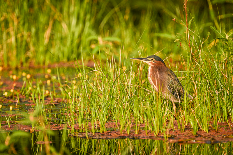 Voyage photo au Costa Rica