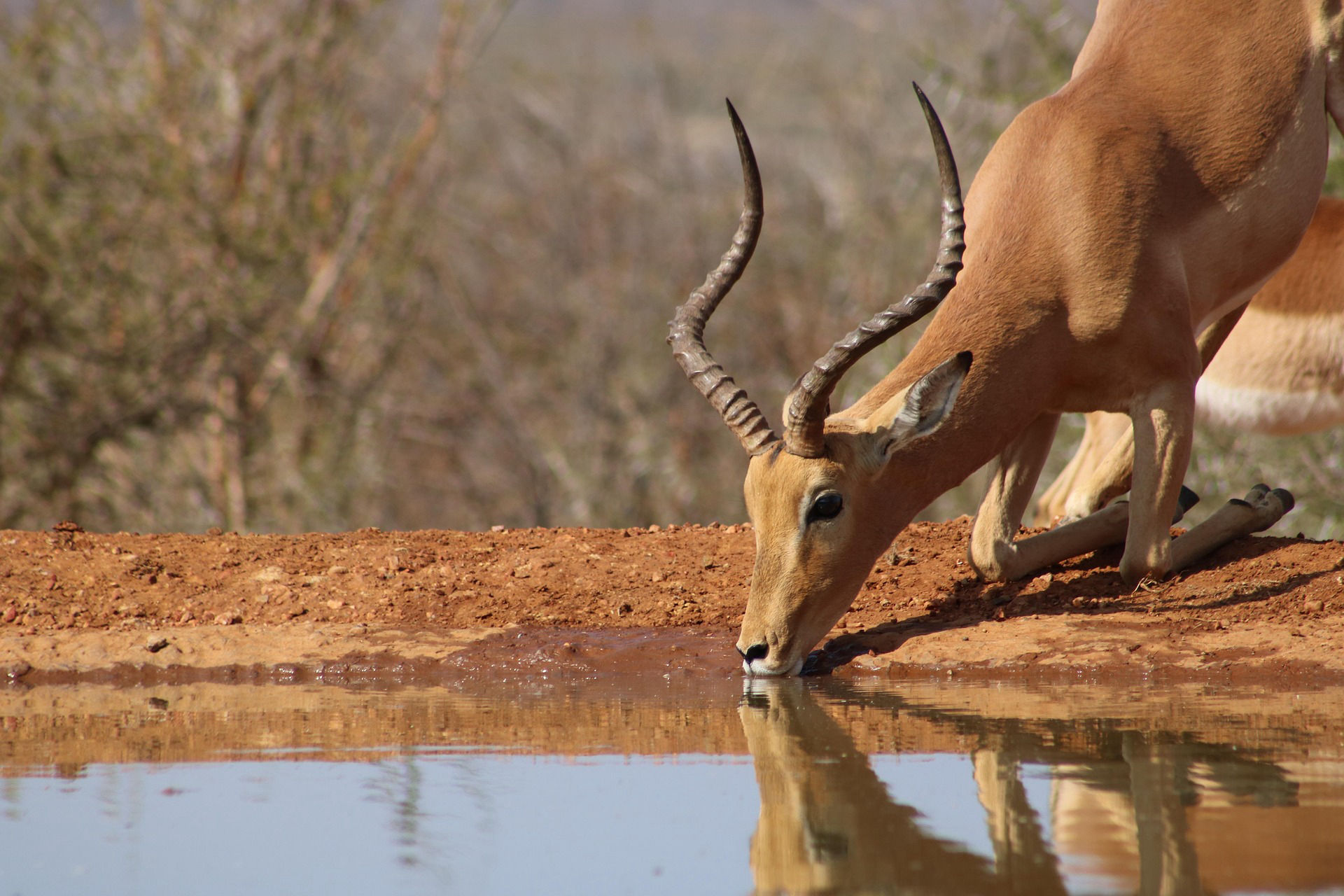 Voyage photo Botswana & Zimbabwe